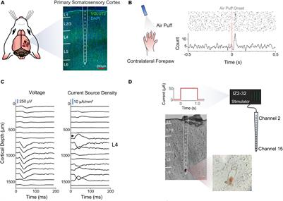 The Long-Term Stability of Intracortical Microstimulation and the Foreign Body Response Are Layer Dependent